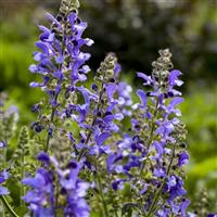 Salvia Living Large Big Sky