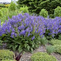 Salvia Living Large Big Sky