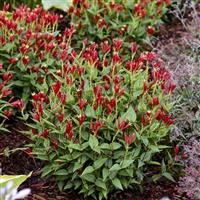 Spigelia Apple Slices