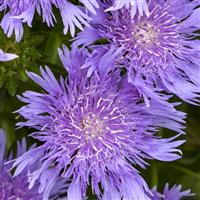 Stokesia Totally Stoked Riptide