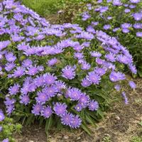 Stokesia Totally Stoked Riptide