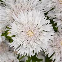 Stokesia Totally Stoked Whitecaps