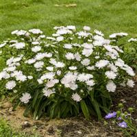 Stokesia Totally Stoked Whitecaps