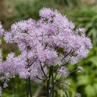 Thalictrum Cotton Candy