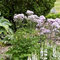 Thalictrum Cotton Candy