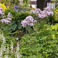 Thalictrum Cotton Candy