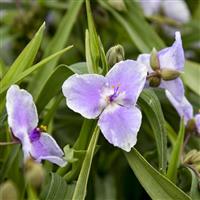 Tradescantia Webmaster