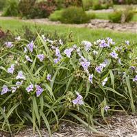 Tradescantia Webmaster