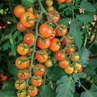 Honeycomb Tomato