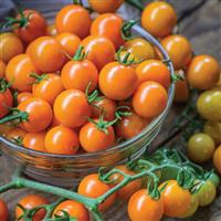 Honeycomb Tomato