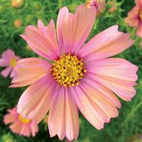 Apricot Lemonade Cosmos