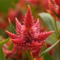 Celway™ Orange Celosia