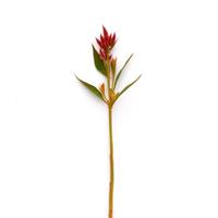 Celway™ Orange Celosia