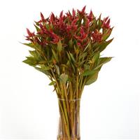 Celway™ Orange Celosia