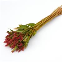 Celway™ Orange Celosia
