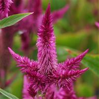 Celway™ Purple Celosia