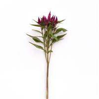 Celway™ Purple Celosia