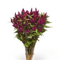 Celway™ Purple Celosia