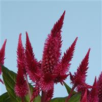 Celway™ Red Celosia