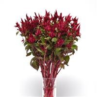 Celway™ Red Celosia