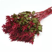 Celway™ Red Celosia