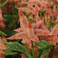 Celway™ Salmon Celosia