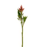 Celway™ Salmon Celosia