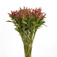 Celway™ Salmon Celosia
