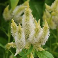 Celway™ White Celosia