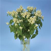 Celway™ White Celosia