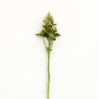 Celway™ White Celosia