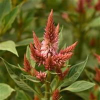 Celway™ Terracotta Celosia