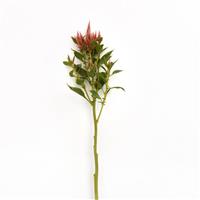Celway™ Terracotta Celosia