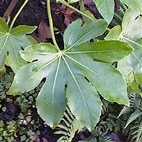 Fatsia Japonica Aralia