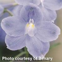 Delphinium Summer Blues