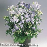 Delphinium Summer Blues