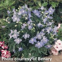 Delphinium Summer Blues