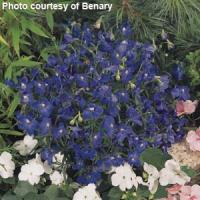 Delphinium Summer Nights