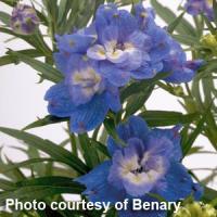 Delphinium Summer Cloud