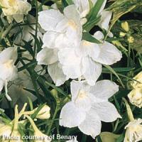 Delphinium Summer Stars