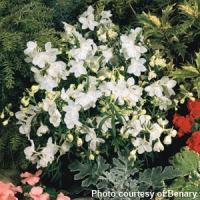 Delphinium Summer Stars