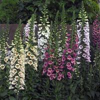 Digitalis Camelot Mix