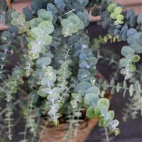 Baby Blue Bouquet Eucalyptus