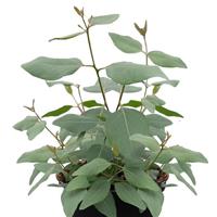 Murray Eucalyptus