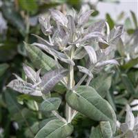 StyX Eucalyptus