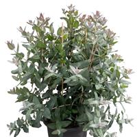 StyX Eucalyptus