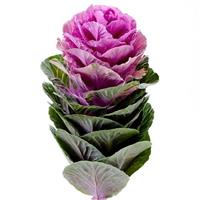Empire Olga Flowering Kale