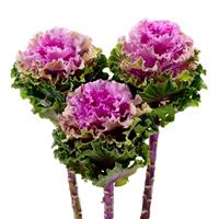 Empire Bogdana Flowering Kale