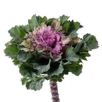 Empire Katinka Flowering Kale