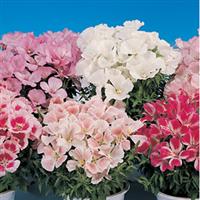 Satin Mix Godetia